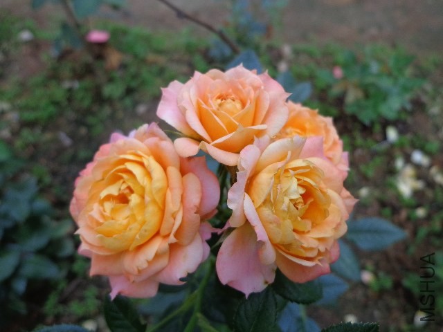 DSC02709.JPG