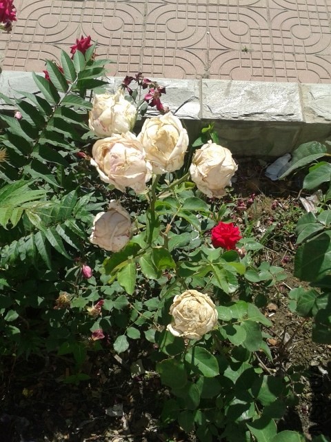 20140528_085052.jpg