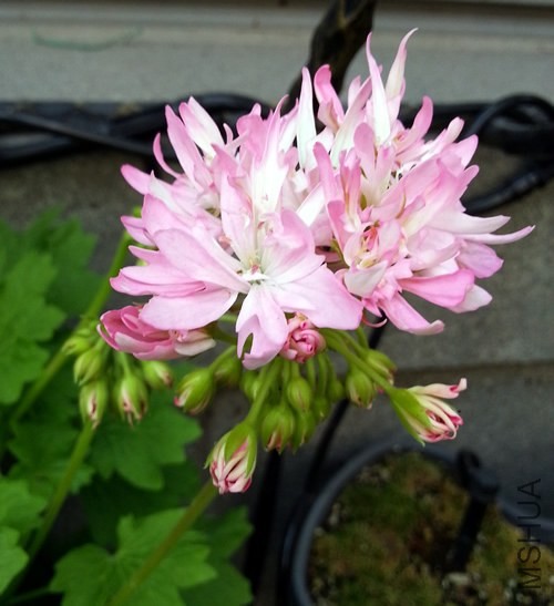 ���ÿ���Win Ellison20140528A.jpg