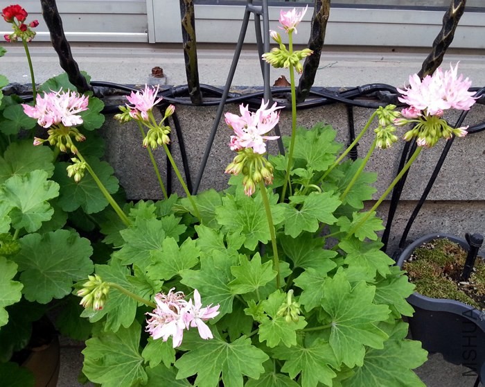 ���ÿ���Win Ellison20140528B.jpg