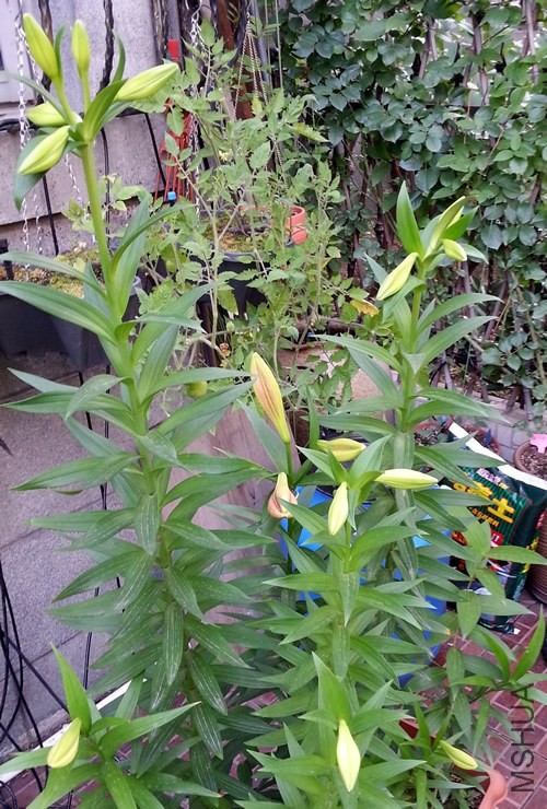 �ٺ�20140528.jpg