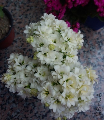 ���٣�����