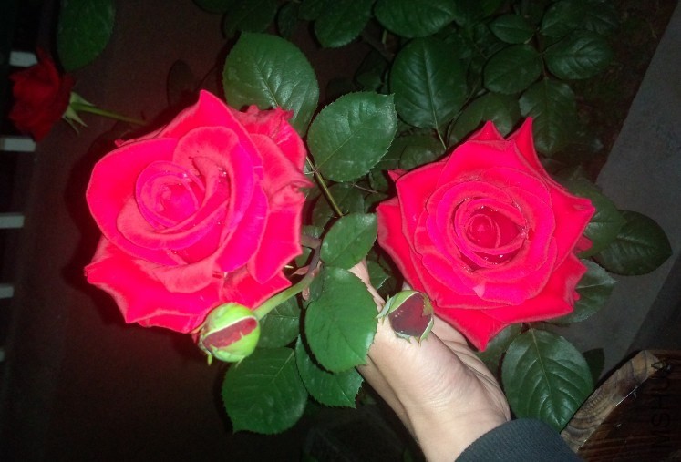 �¼�����������