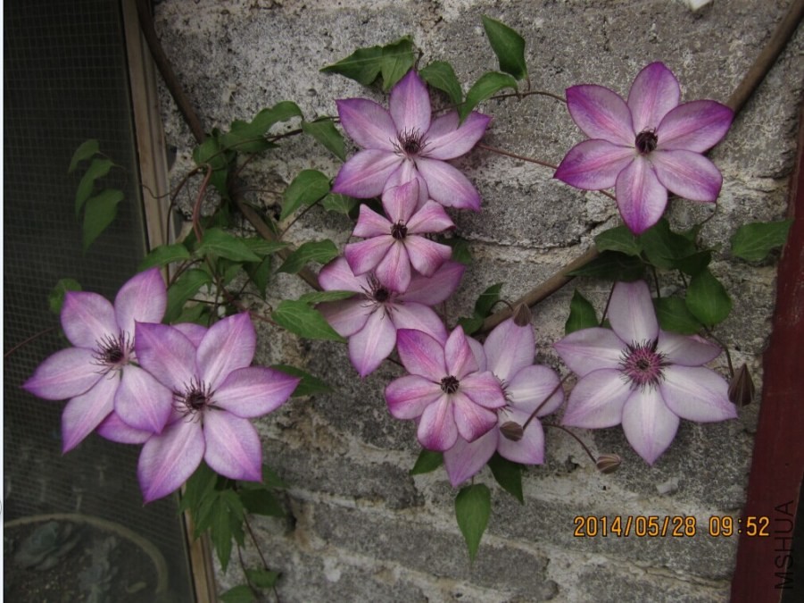 QQͼƬ20140528101653.jpg