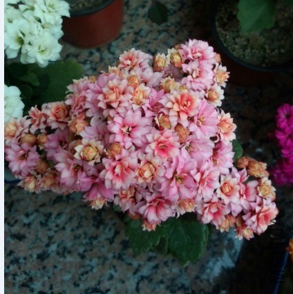 ���٣�����