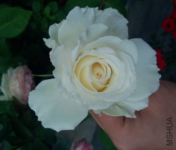 �¼���ѩ����