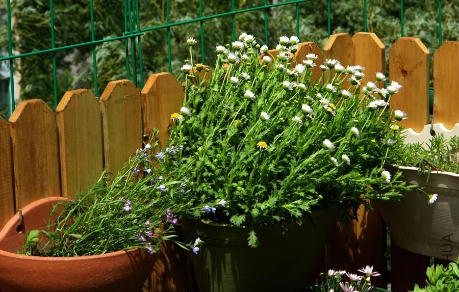 �����ҡҷ��С�����׾���