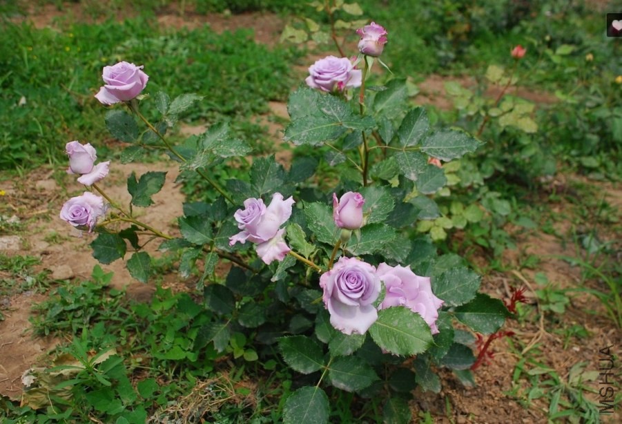 ����֮��