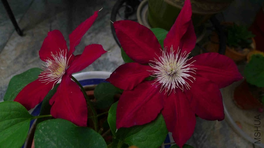 P1130012.JPG
