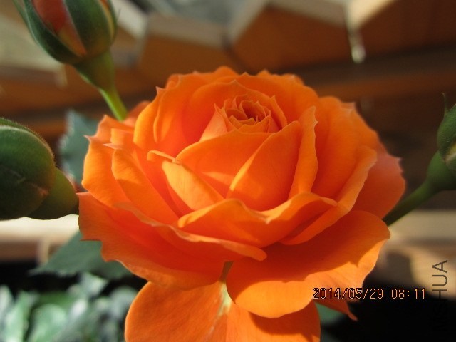 �������ſƵ��ȵ���Ƭ����λ��ʦ�ܸ���������ǿƵ���ϵ�е�΢���𣿾�����ʲôƷ���ء�лл��