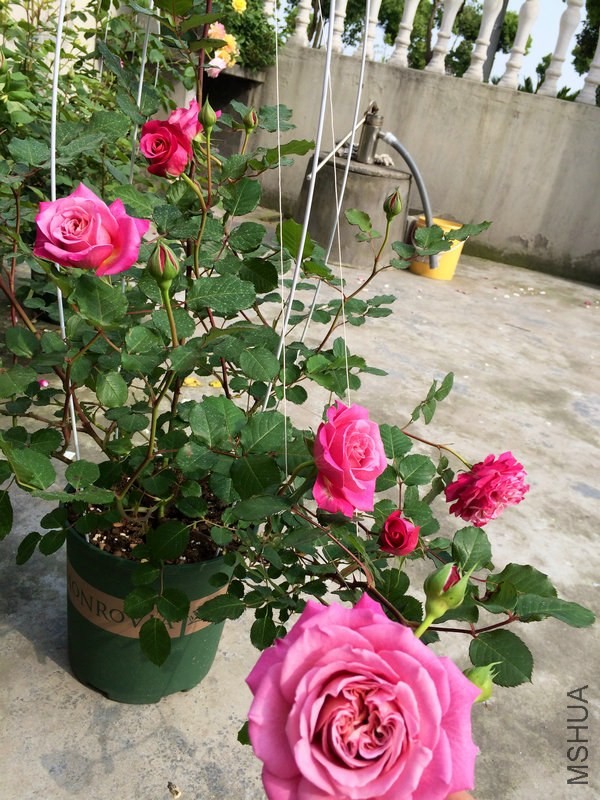 ��  ��  ��˹.JPG