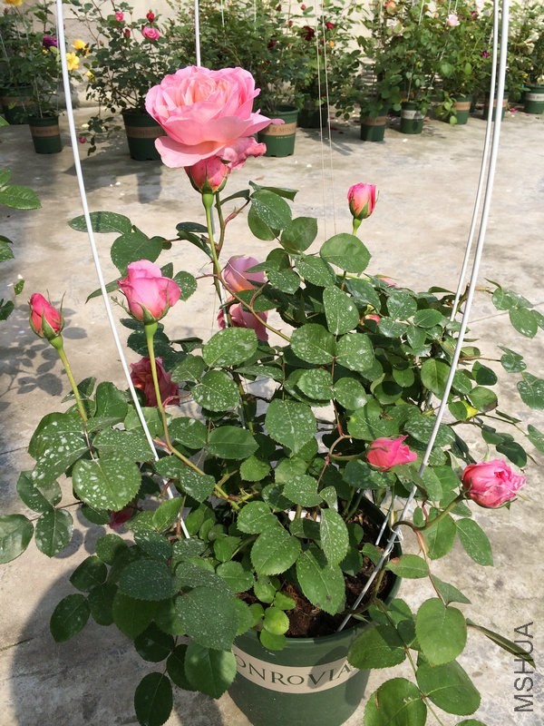 �� �� ��˹.JPG