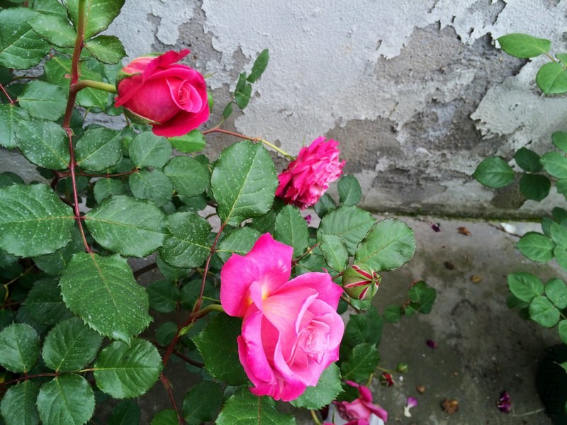 ����    ��˹.JPG