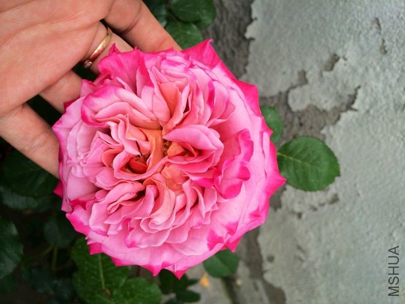 ����   ��˹.JPG