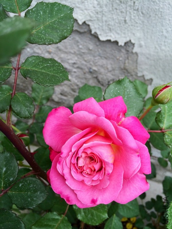 ����  ��˹.JPG