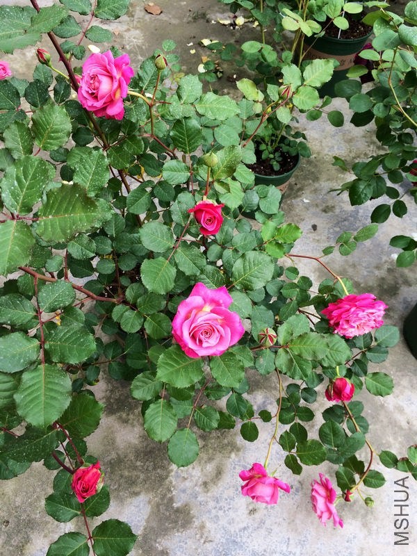 ������    ˹.JPG