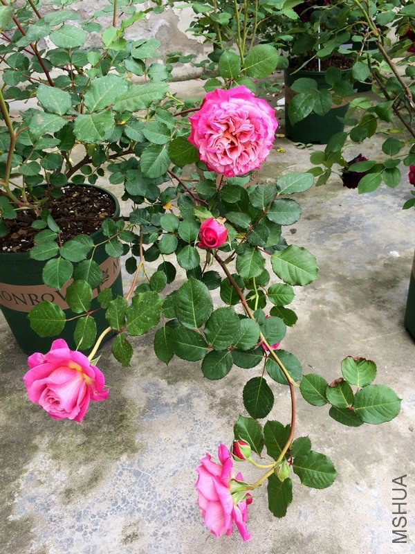 ������   ˹.JPG