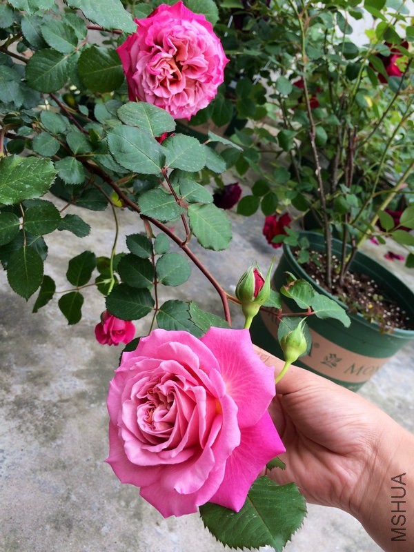 ������  ˹.JPG