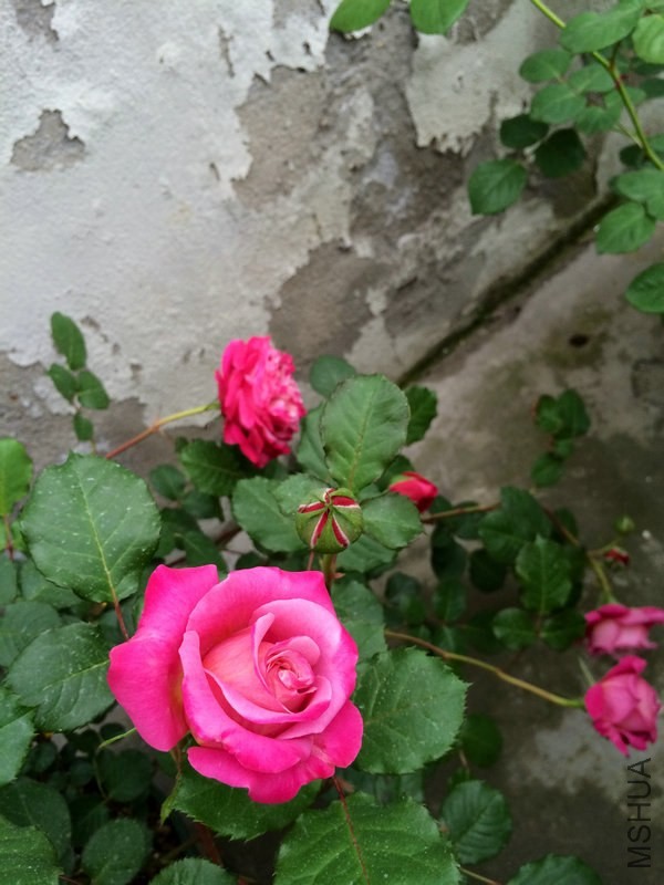 ������˹    .JPG