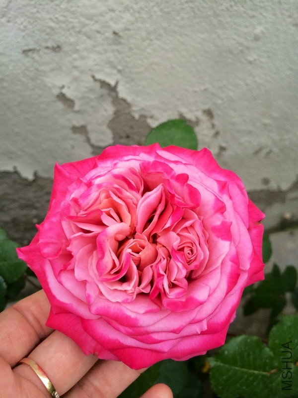 ������˹   .JPG