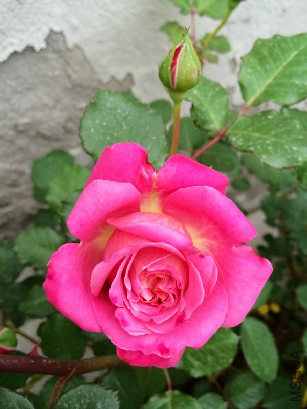 ������˹  .JPG