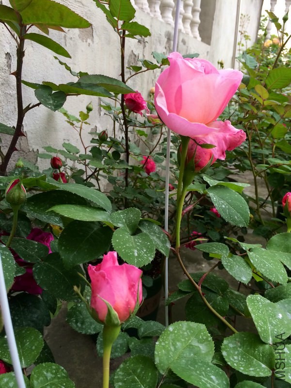 ������˹ .JPG