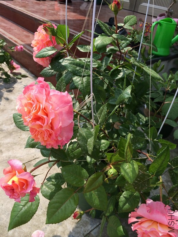 ��    ��˹��.JPG