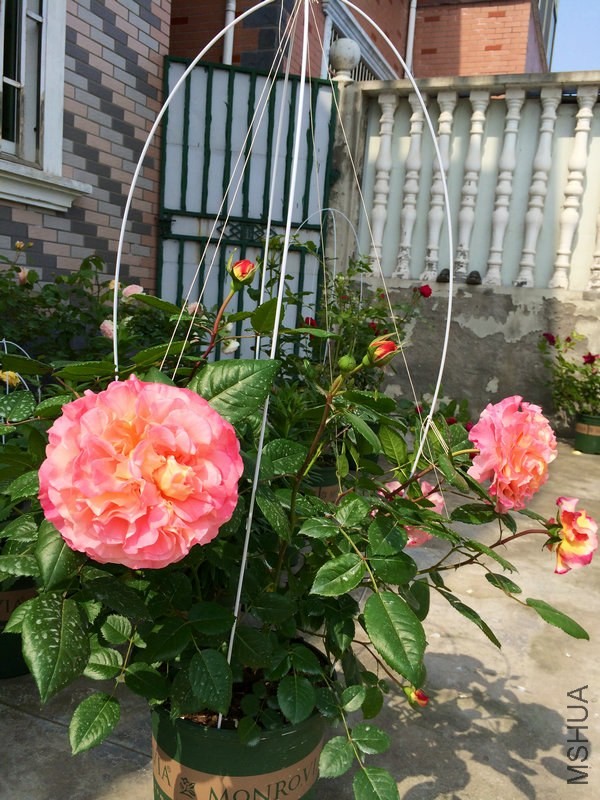 �� ��˹��.JPG