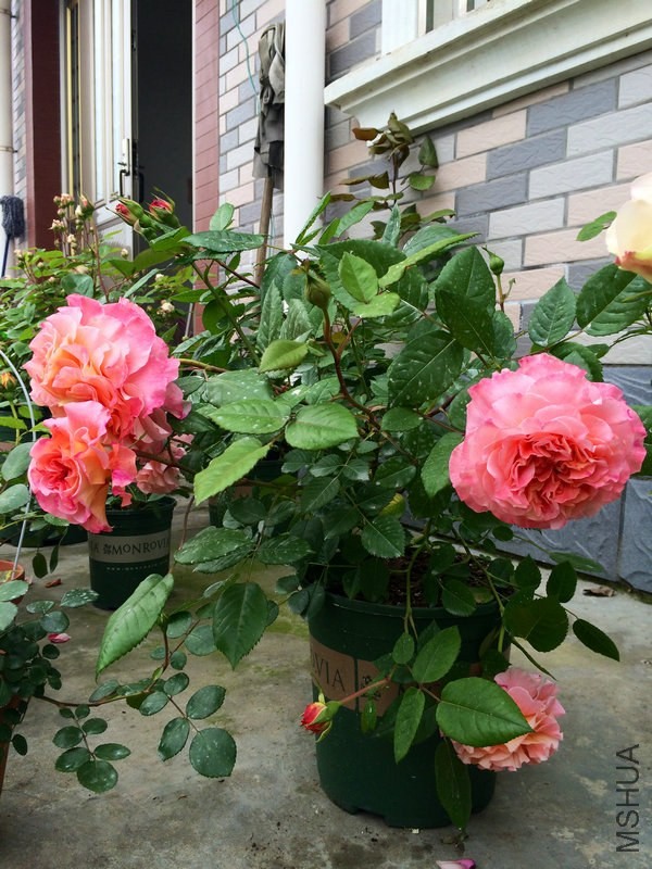 �¹�   ˹��.JPG