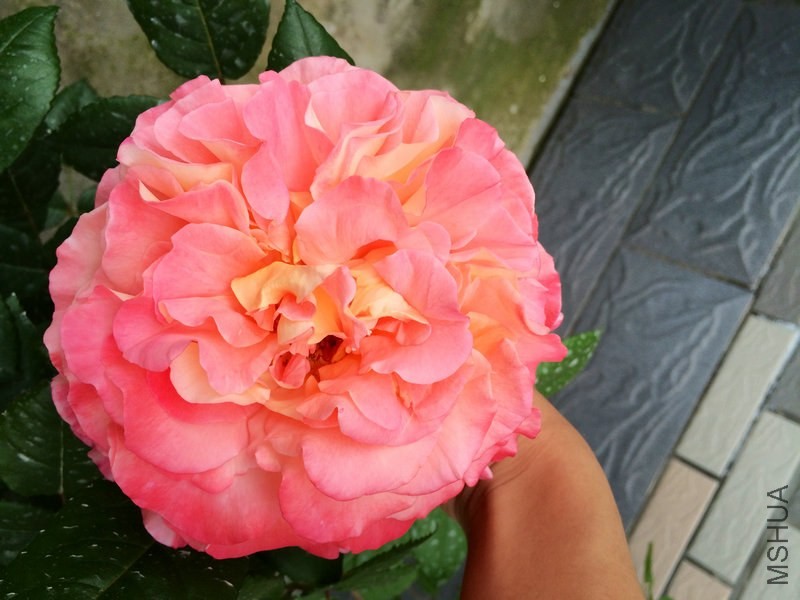 �¹�  ˹�� .JPG