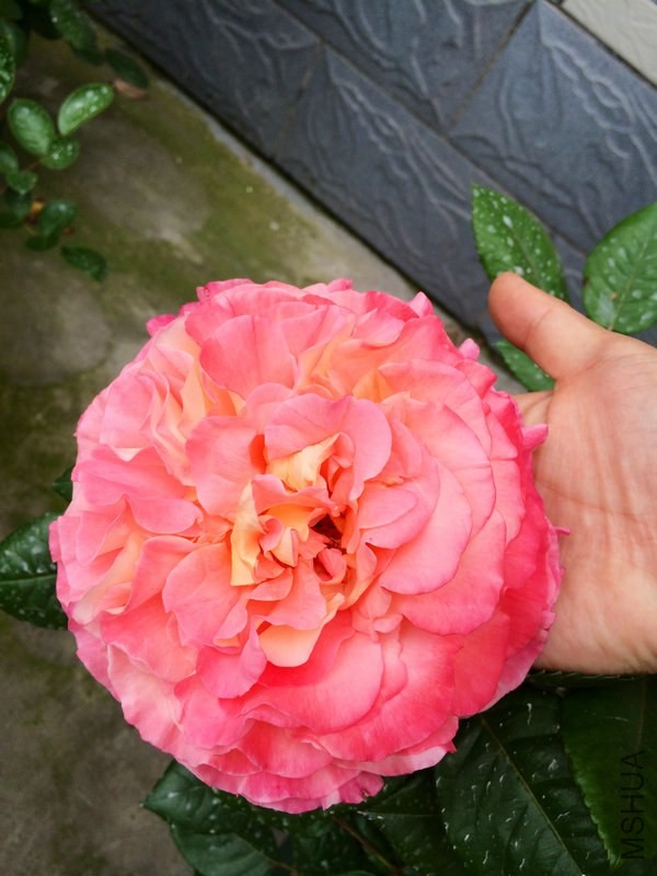 �¹� ˹��   .JPG