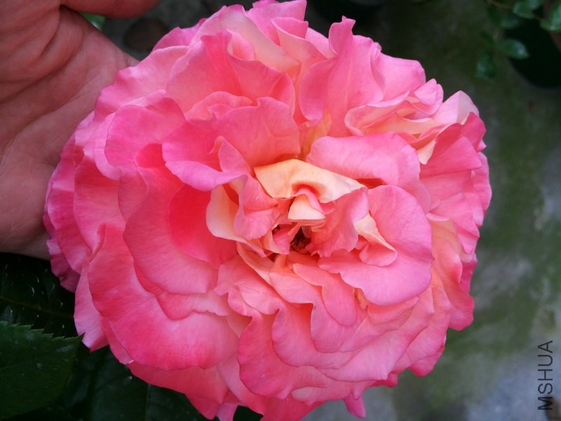 �¹�˹��  .JPG