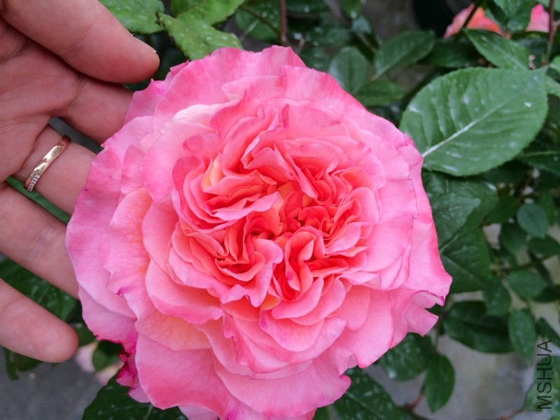 �¹�˹�� .JPG