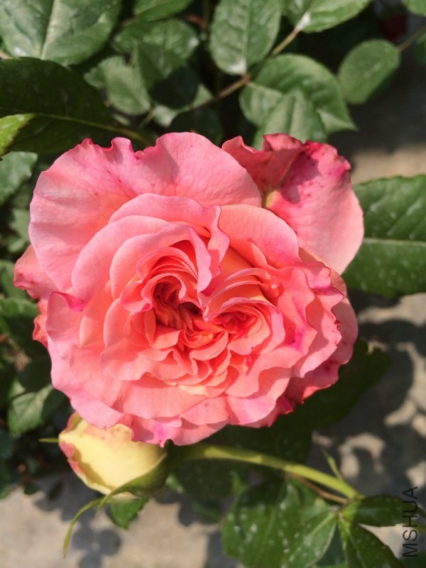 �¹�˹��·��˹     .JPG