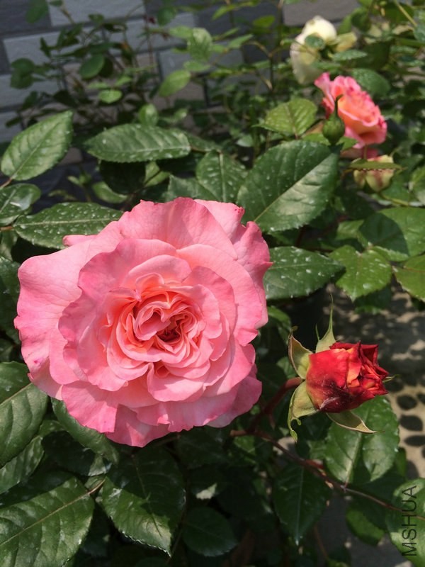 �¹�˹��·��˹    .JPG