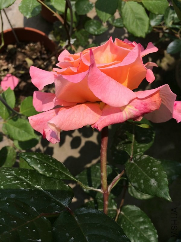 �¹�˹��·��˹  .JPG