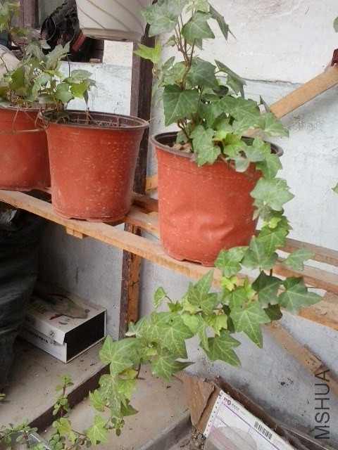 20140529_131910.jpg