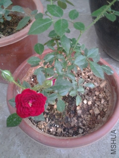 20140529_173645.jpg
