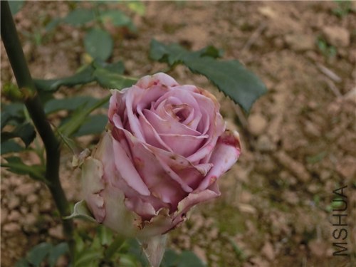 CIMG0996.JPG