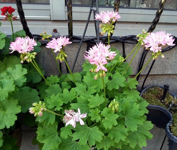 ���ÿ���Win Ellison20140530.jpg