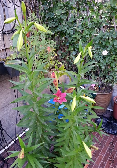 �ٺ�20140530A.jpg