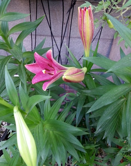 �ٺ�20140530C.jpg