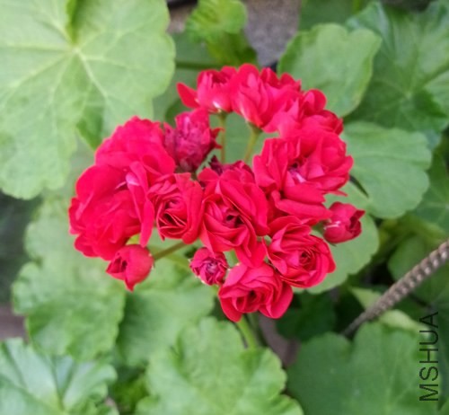 ���ÿ�������20140530C.jpg