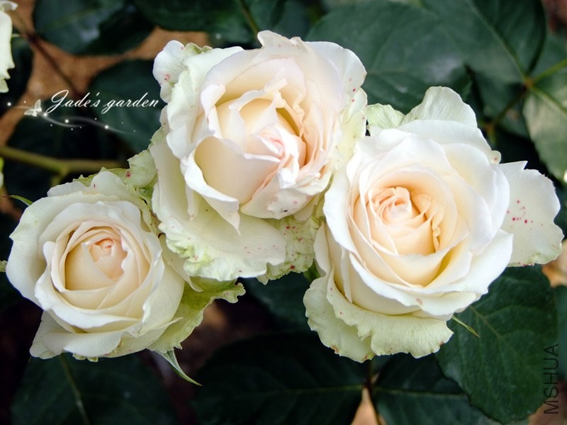 DSCF6273.jpg
