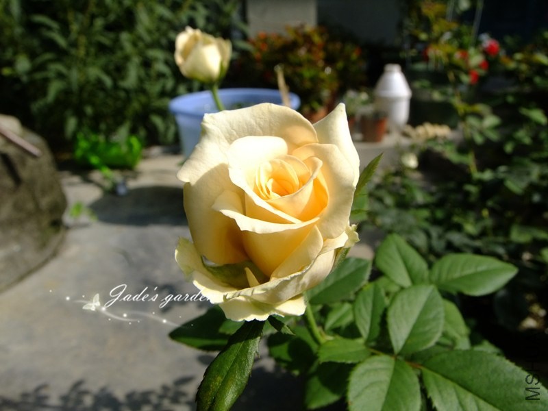 DSCF3029.jpg