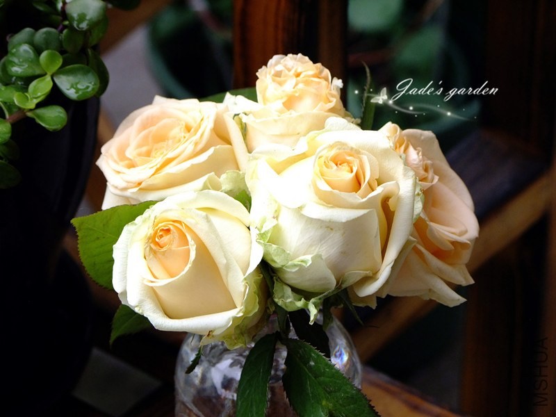 DSCF6459.jpg
