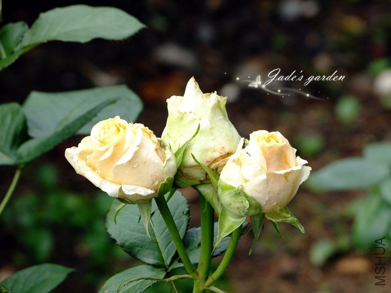 DSCF6441.jpg