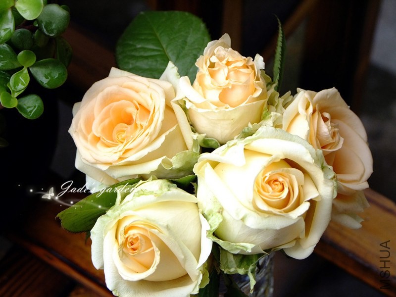 DSCF6460.jpg