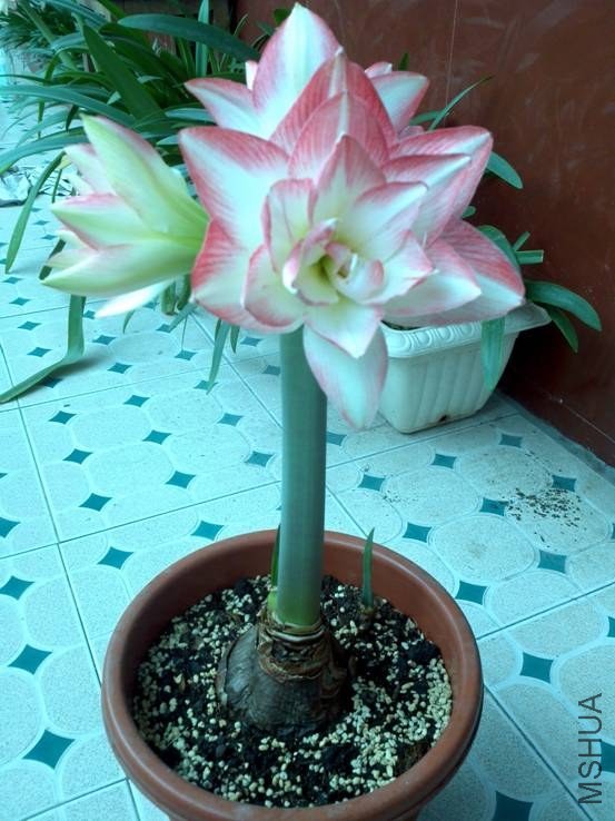 image006.jpg