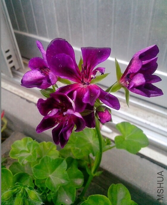QQͼƬ20140530212911.jpg